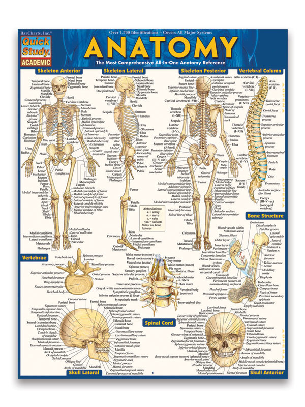 Anatomy Reference Guide 8.5  11
