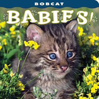 Bobcat Babies